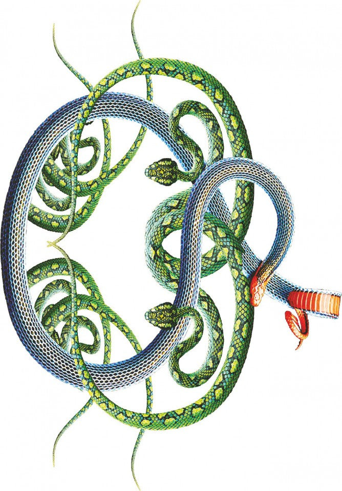 MAGLIETTA IN 100% COTONE CLASSICO E FIAMMATO DA UOMO CON STAMPA